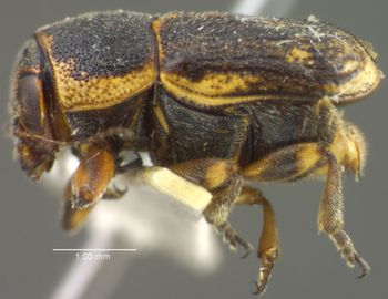 Media type: image;   Entomology 5047 Aspect: habitus lateral view